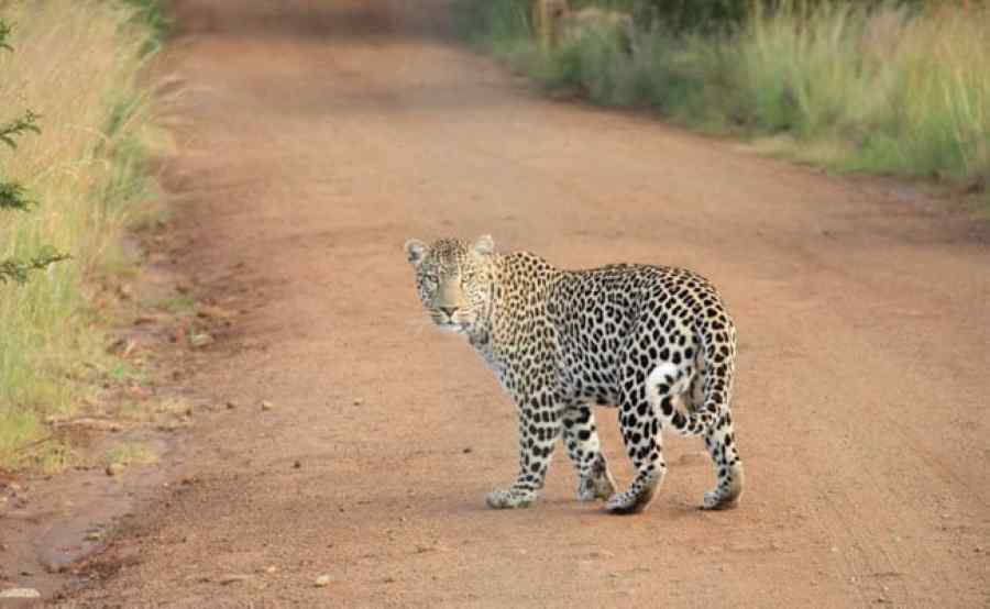 leopard-in-village